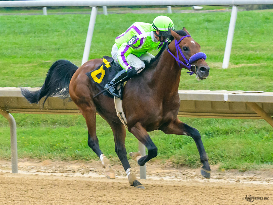 Cre Run Arabian racing champion  Thess Is Awesome